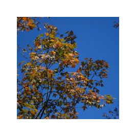 account img